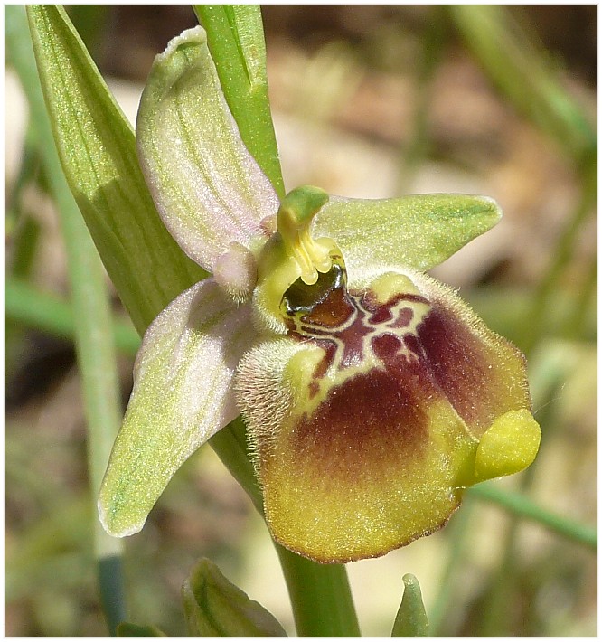 Ophrys lacaitae(con lusus)